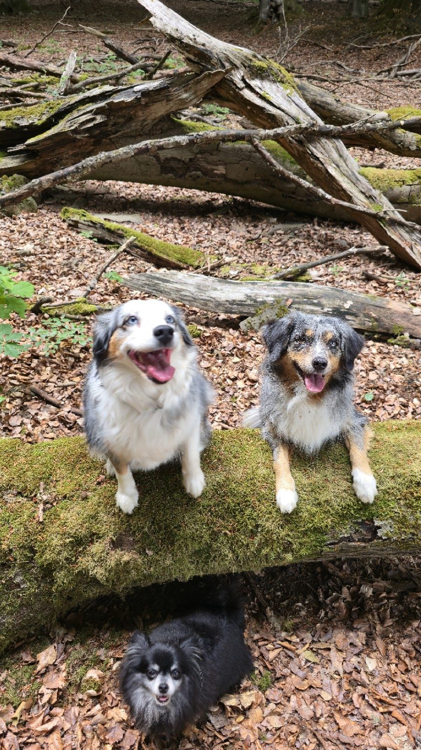 Hunde im Wald