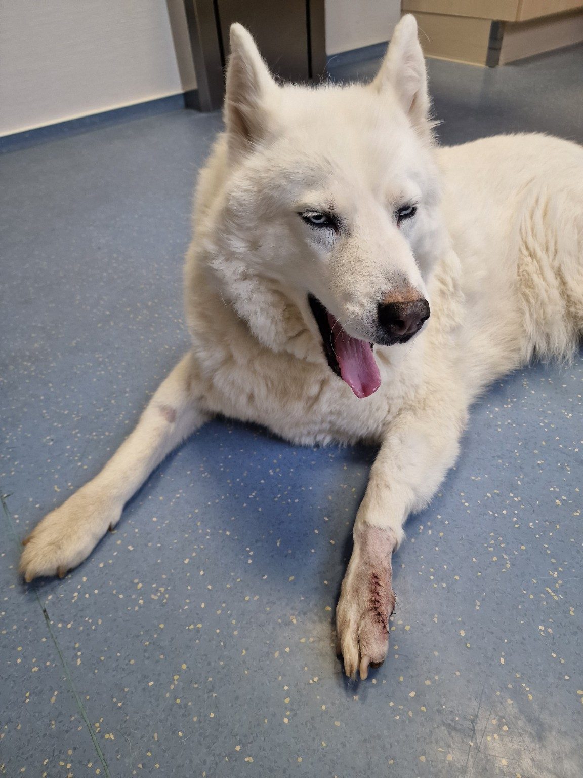 Hund nach Operation